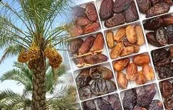 خرما