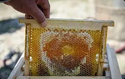 عسل طبیعی سبلان
