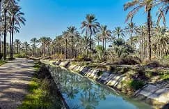 نخلستان آب پخش
