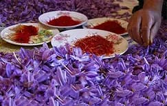 زعفران کرمان