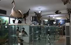 موزه تاریخ طبیعی کرمانشاه