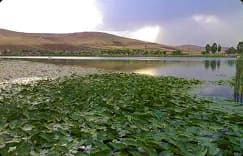 سراب نیلوفر